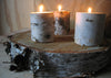 Birch Tree Slices