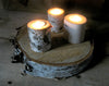 Birch Tree Slices