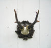 Old World Antlers