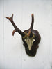 Old World Antlers