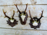 Old World Antlers